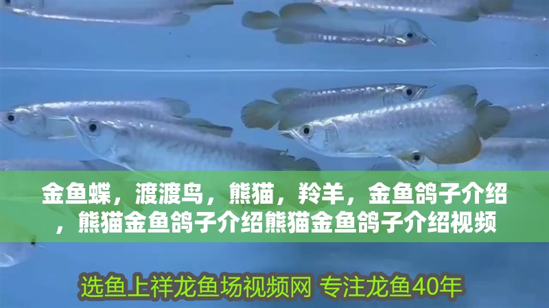 金魚蝶，渡渡鳥，熊貓，羚羊，金魚鴿子介紹，熊貓金魚鴿子介紹熊貓金魚鴿子介紹視頻