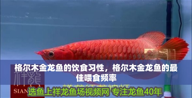 格爾木金龍魚的飲食習性，格爾木金龍魚的最佳喂食頻率