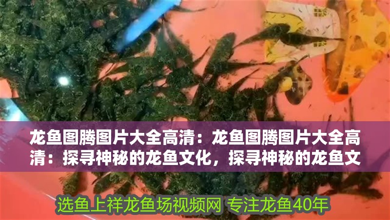 龍魚圖騰圖片大全高清：龍魚圖騰圖片大全高清：探尋神秘的龍魚文化，探尋神秘的龍魚文化