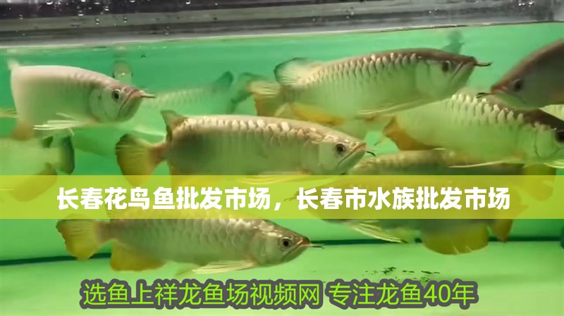 長春花鳥魚批發市場，長春市水族批發市場
