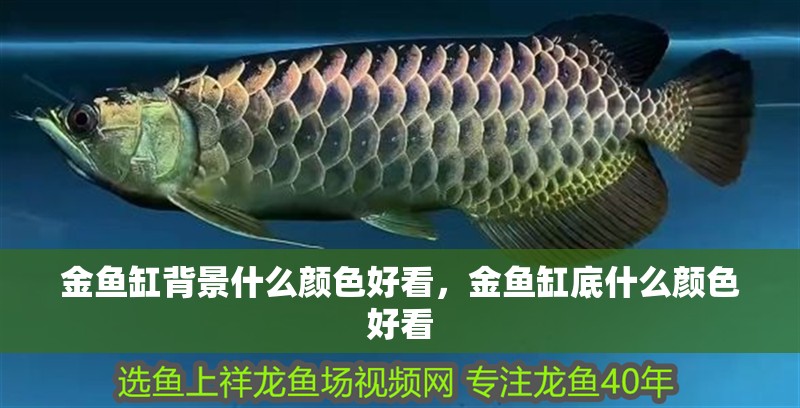 金魚缸背景什么顏色好看，金魚缸底什么顏色好看