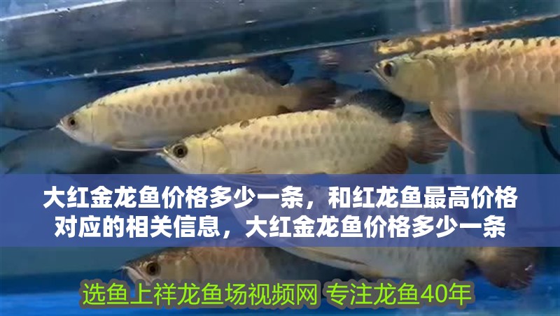 大紅金龍魚價格多少一條，和紅龍魚最高價格對應的相關信息，大紅金龍魚價格多少一條