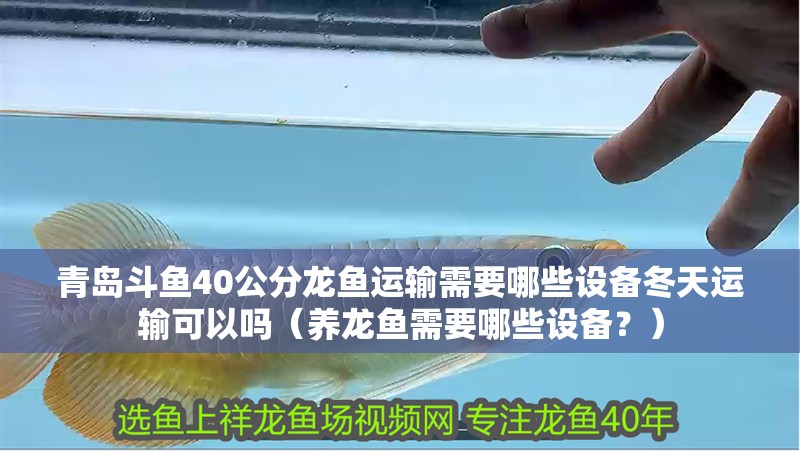 青島斗魚40公分龍魚運輸需要哪些設備冬天運輸可以嗎（養龍魚需要哪些設備？）
