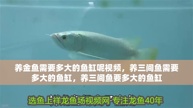 養金魚需要多大的魚缸呢視頻，養三間魚需要多大的魚缸，養三間魚要多大的魚缸
