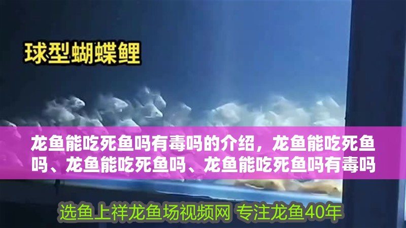 龍魚能吃死魚嗎有毒嗎的介紹，龍魚能吃死魚嗎、龍魚能吃死魚嗎、龍魚能吃死魚嗎有毒嗎