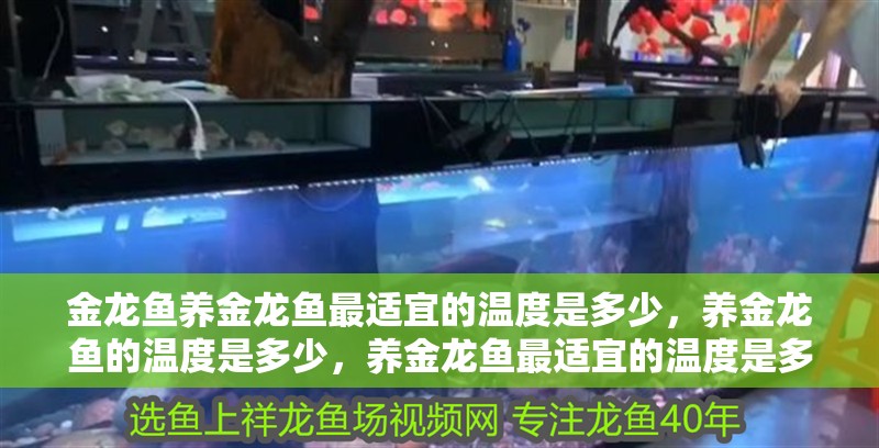 金龍魚養金龍魚最適宜的溫度是多少，養金龍魚的溫度是多少，養金龍魚最適宜的溫度是多少，養金龍魚的溫度是多少