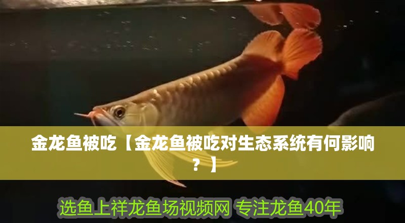 金龍魚被吃【金龍魚被吃對生態系統有何影響？】