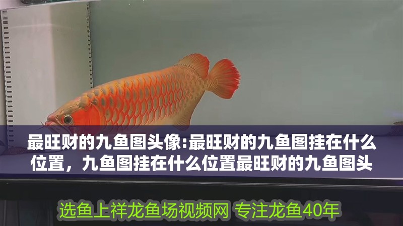 最旺財?shù)木鹏~圖頭像:最旺財?shù)木鹏~圖掛在什么位置，九魚圖掛在什么位置最旺財?shù)木鹏~圖頭像有什么講究