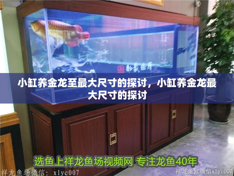 小缸養金龍至最大尺寸的探討，小缸養金龍最大尺寸的探討
