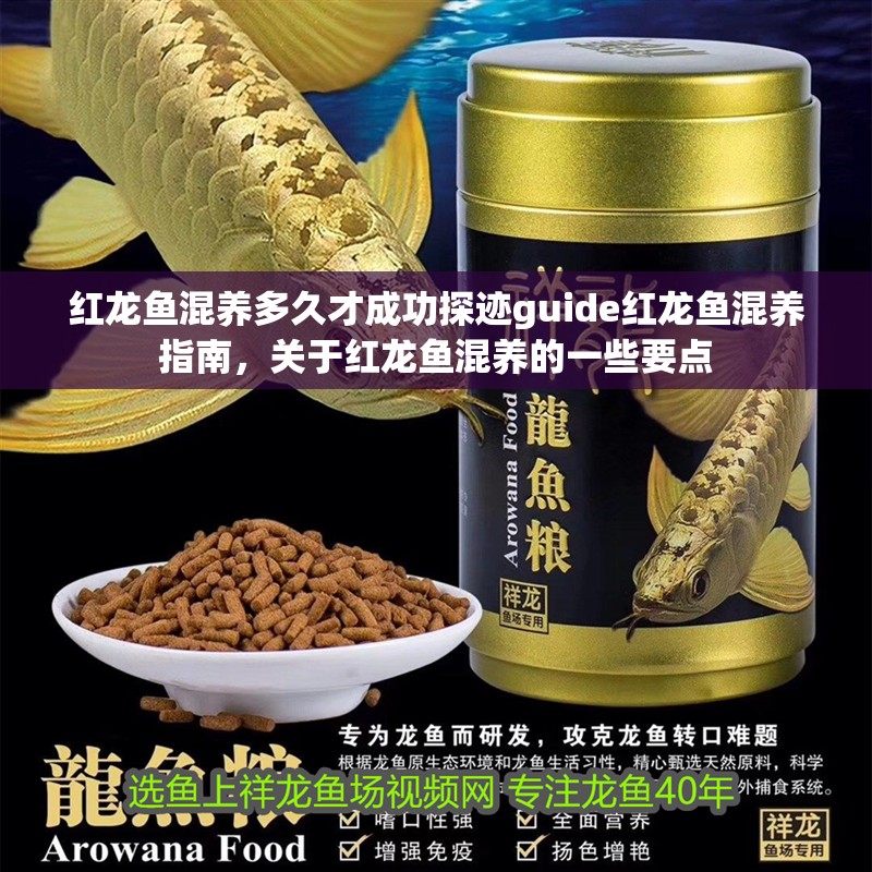 紅龍魚混養(yǎng)多久才成功探跡guide紅龍魚混養(yǎng)指南，關(guān)于紅龍魚混養(yǎng)的一些要點(diǎn)