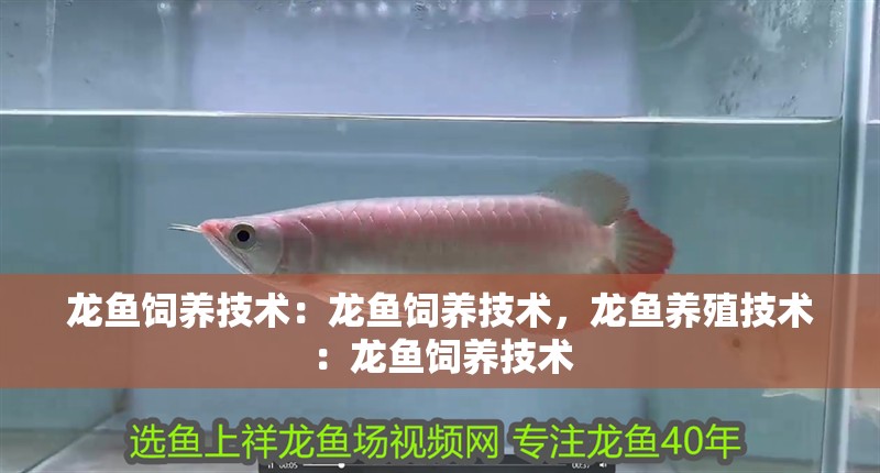 龍魚飼養技術：龍魚飼養技術，龍魚養殖技術：龍魚飼養技術