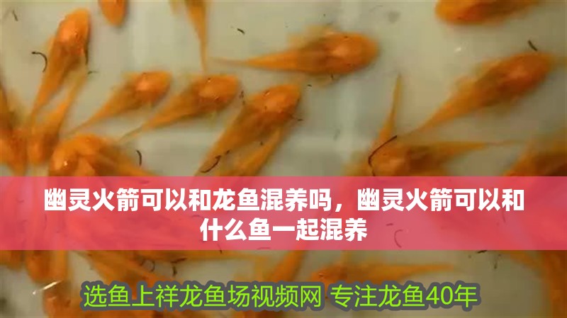 幽靈火箭可以和龍魚混養嗎，幽靈火箭可以和什么魚一起混養