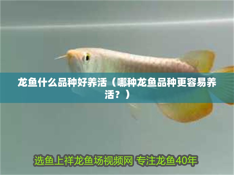 龍魚什么品種好養活（哪種龍魚品種更容易養活？）