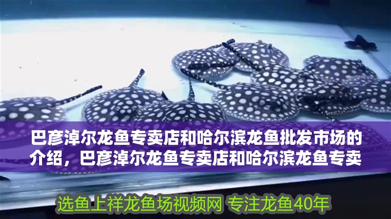 巴彥淖爾龍魚專賣店和哈爾濱龍魚批發市場的介紹，巴彥淖爾龍魚專賣店和哈爾濱龍魚專賣店的介紹到此就結束了