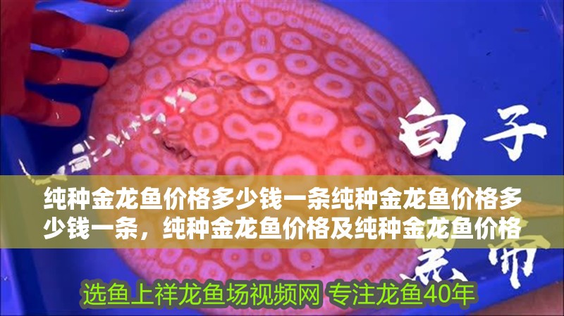 純種金龍魚價格多少錢一條純種金龍魚價格多少錢一條，純種金龍魚價格及純種金龍魚價格及純種金龍魚價格多少錢一條 純種金龍魚價格多少錢一條純種金龍魚價格多少錢一條，純種金龍魚價格及純種金龍魚價格及純種金龍魚價格多少錢一條 觀賞魚百科 第2張