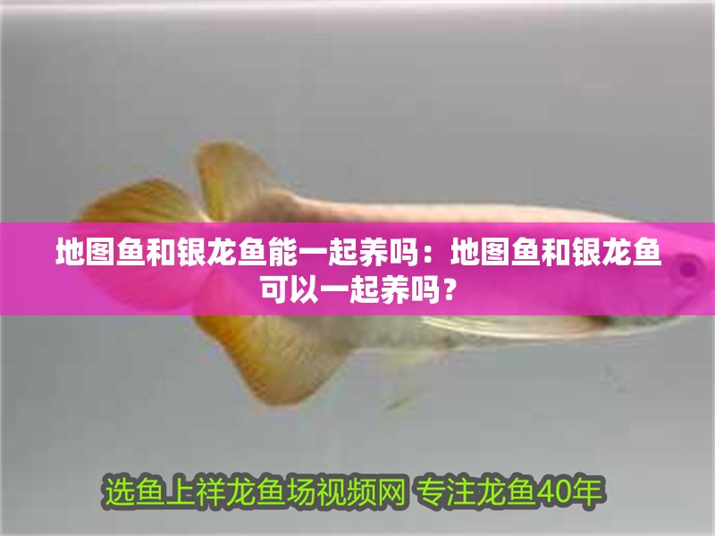地圖魚和銀龍魚能一起養(yǎng)嗎：地圖魚和銀龍魚可以一起養(yǎng)嗎？