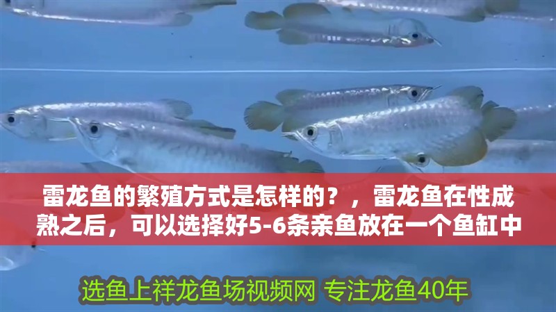 雷龍魚的繁殖方式是怎樣的？，雷龍魚在性成熟之后，可以選擇好5-6條親魚放在一個魚缸中 雷龍魚的繁殖方式是怎樣的？，雷龍魚在性成熟之后，可以選擇好5-6條親魚放在一個魚缸中 觀賞魚百科 第2張