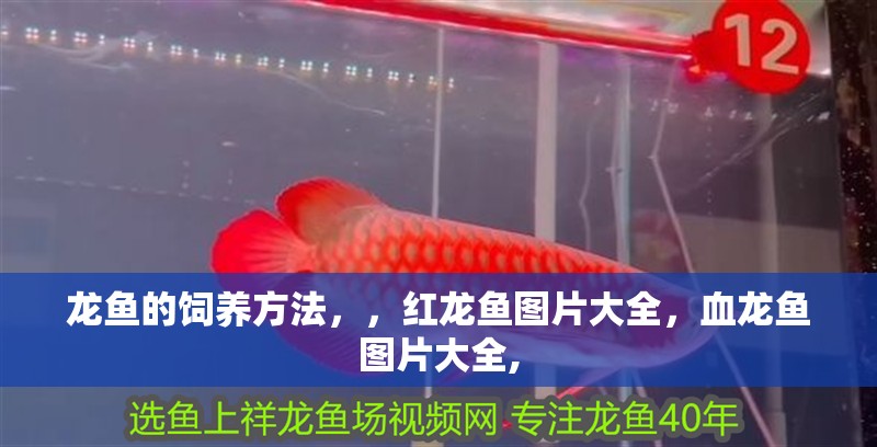 龍魚的飼養方法，，紅龍魚圖片大全，血龍魚圖片大全,