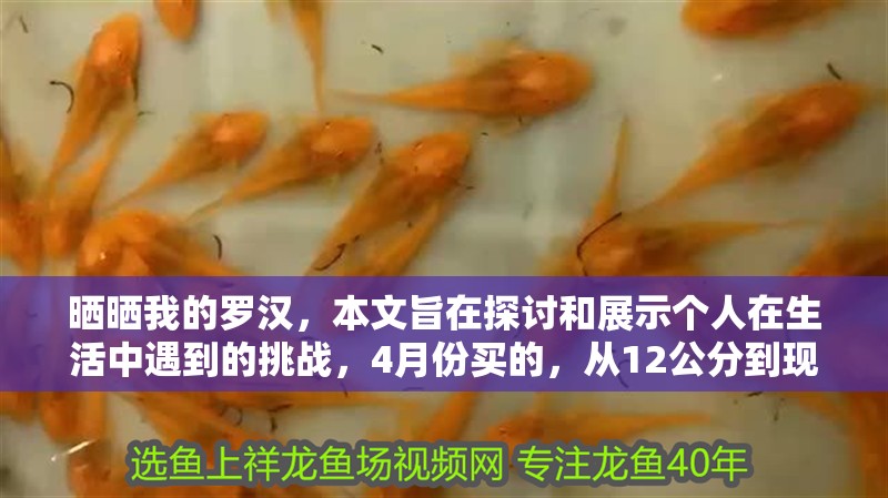 曬曬我的羅漢，本文旨在探討和展示個人在生活中遇到的挑戰，4月份買的，從12公分到現在26.7公分
