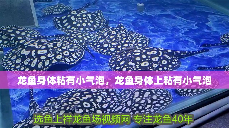龍魚身體粘有小氣泡，龍魚身體上粘有小氣泡