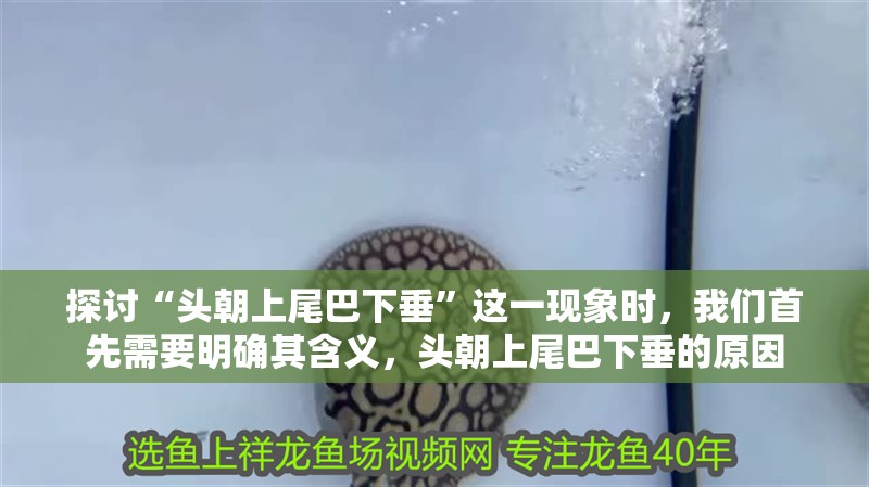 探討“頭朝上尾巴下垂”這一現象時，我們首先需要明確其含義，頭朝上尾巴下垂的原因