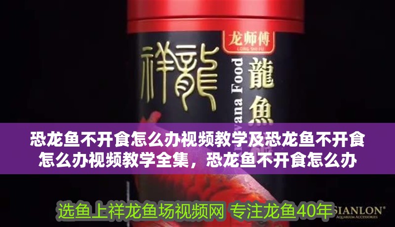 恐龍魚不開食怎么辦視頻教學及恐龍魚不開食怎么辦視頻教學全集，恐龍魚不開食怎么辦