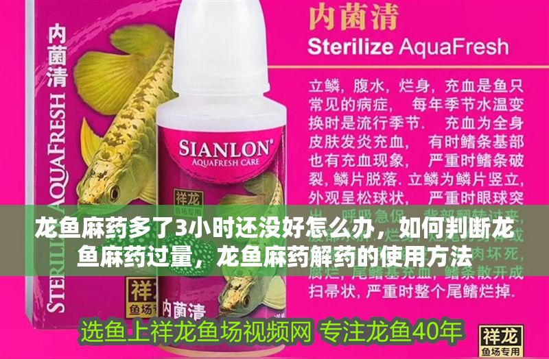 龍魚麻藥多了3小時還沒好怎么辦，如何判斷龍魚麻藥過量，龍魚麻藥解藥的使用方法