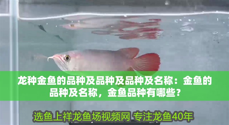 龍種金魚的品種及品種及品種及名稱：金魚的品種及名稱，金魚品種有哪些？
