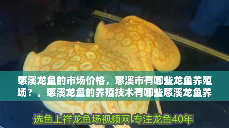 慈溪龍魚的市場價格，慈溪市有哪些龍魚養殖場？，慈溪龍魚的養殖技術有哪些慈溪龍魚養殖技術有哪些