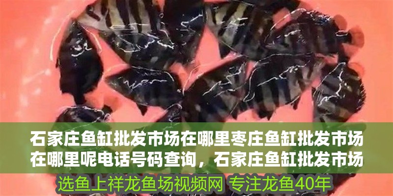 石家莊魚缸批發市場在哪里棗莊魚缸批發市場在哪里呢電話號碼查詢，石家莊魚缸批發市場在哪里呢電話號碼查詢