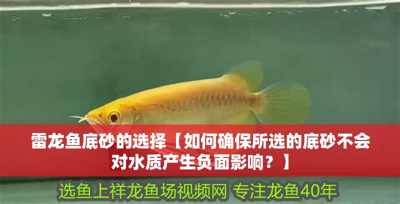 雷龍魚底砂的選擇【如何確保所選的底砂不會對水質產生負面影響？】 雷龍魚底砂的選擇【如何確保所選的底砂不會對水質產生負面影響？】 觀賞魚百科 第2張