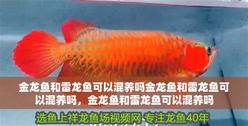 金龍魚和雷龍魚可以混養嗎金龍魚和雷龍魚可以混養嗎，金龍魚和雷龍魚可以混養嗎