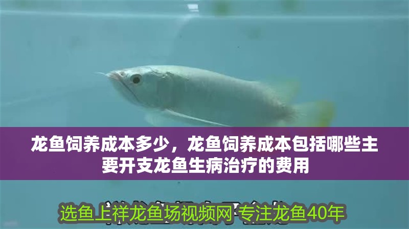龍魚飼養成本多少，龍魚飼養成本包括哪些主要開支龍魚生病治療的費用