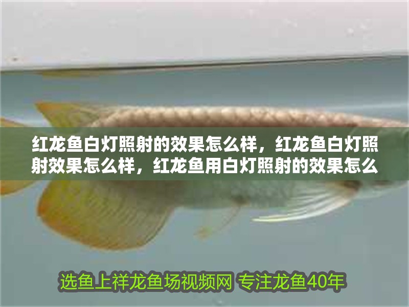 紅龍魚白燈照射的效果怎么樣，紅龍魚白燈照射效果怎么樣，紅龍魚用白燈照射的效果怎么樣