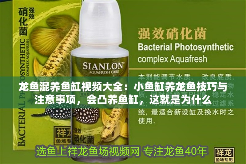 龍魚混養魚缸視頻大全：小魚缸養龍魚技巧與注意事項，會凸養魚缸，這就是為什么