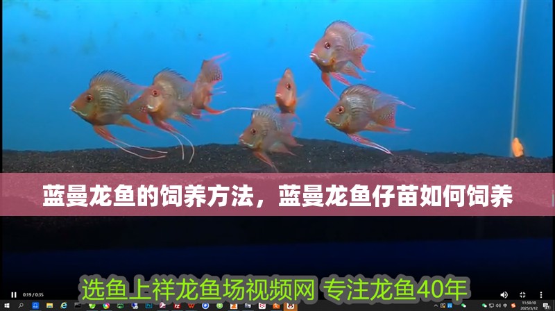 藍(lán)曼龍魚的飼養(yǎng)方法，藍(lán)曼龍魚仔苗如何飼養(yǎng)