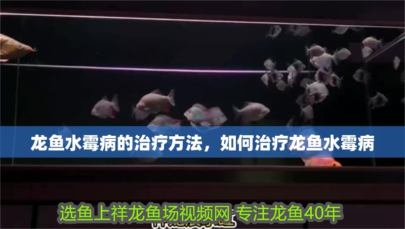 龍魚水霉病的治療方法，如何治療龍魚水霉病
