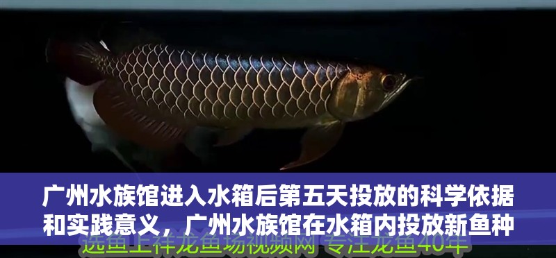 廣州水族館進入水箱后第五天投放的科學依據(jù)和實踐意義，廣州水族館在水箱內(nèi)投放新魚種的具體操作步驟