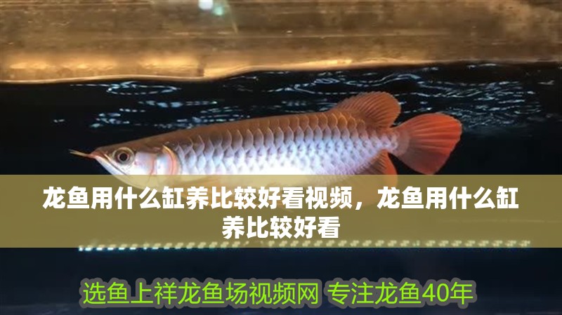 龍魚用什么缸養比較好看視頻，龍魚用什么缸養比較好看