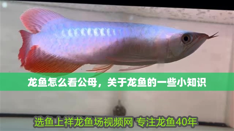 龍魚(yú)怎么看公母，關(guān)于龍魚(yú)的一些小知識(shí)