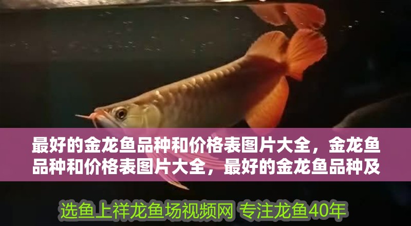 最好的金龍魚品種和價格表圖片大全，金龍魚品種和價格表圖片大全，最好的金龍魚品種及種及相關信息