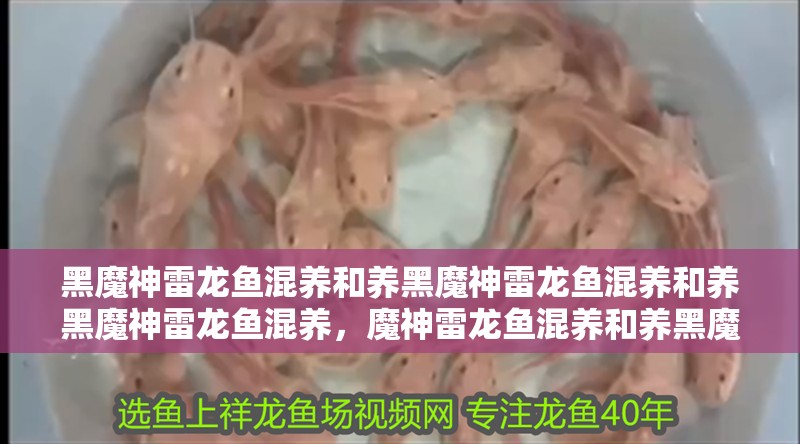 黑魔神雷龍魚混養和養黑魔神雷龍魚混養和養黑魔神雷龍魚混養，魔神雷龍魚混養和養黑魔神雷龍魚混養和養黑魔神雷龍魚混養
