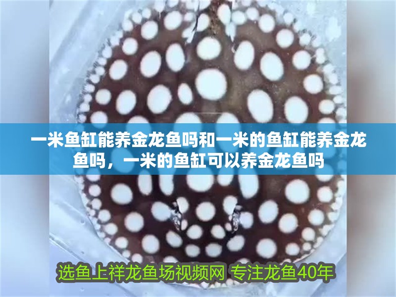 一米魚缸能養金龍魚嗎和一米的魚缸能養金龍魚嗎，一米的魚缸可以養金龍魚嗎