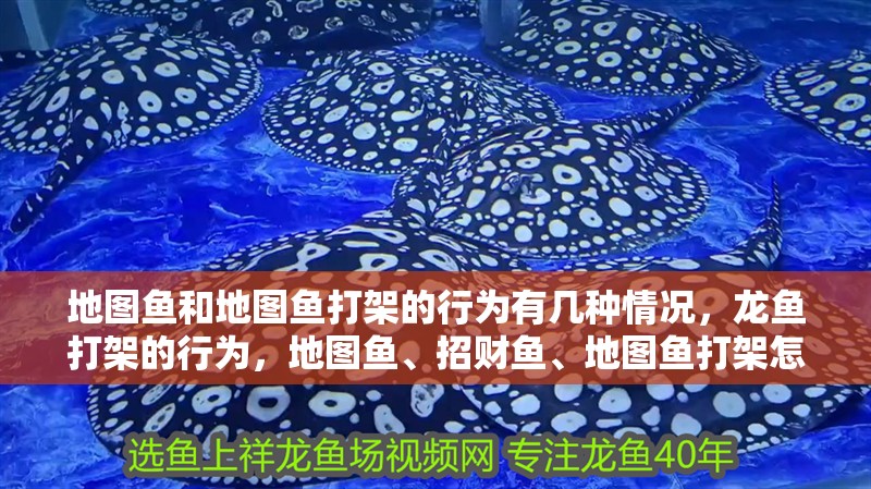 地圖魚和地圖魚打架的行為有幾種情況，龍魚打架的行為，地圖魚、招財魚、地圖魚打架怎么辦