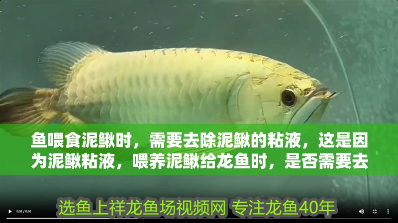 魚(yú)喂食泥鰍時(shí)，需要去除泥鰍的粘液，這是因?yàn)槟圉q粘液，喂養(yǎng)泥鰍給龍魚(yú)時(shí)，是否需要去除泥鰍身上的粘液？