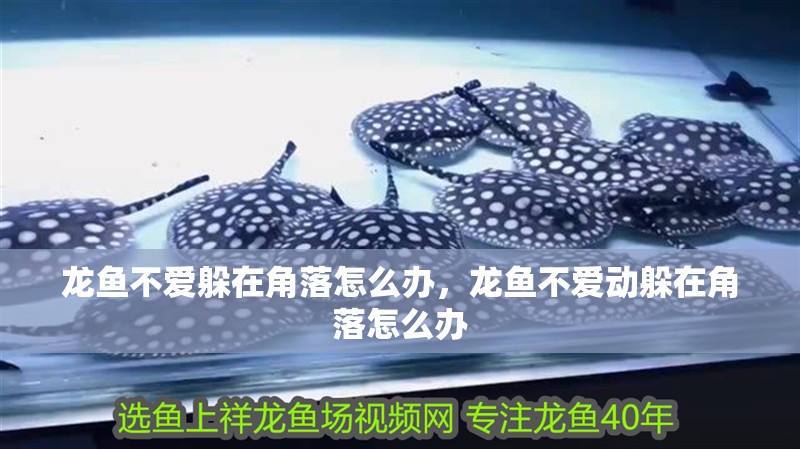 龍魚不愛躲在角落怎么辦，龍魚不愛動躲在角落怎么辦 龍魚不愛躲在角落怎么辦，龍魚不愛動躲在角落怎么辦 觀賞魚百科 第1張