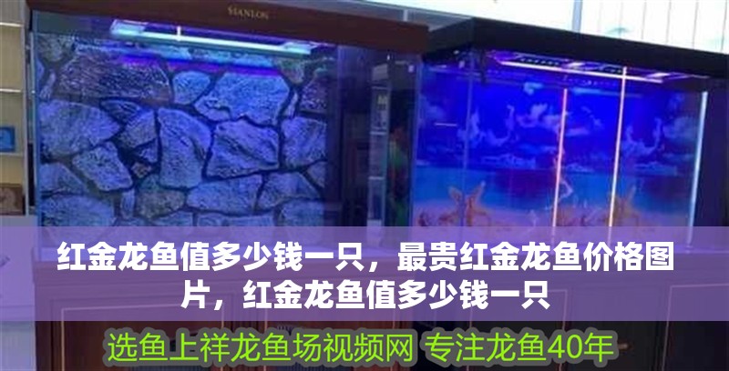 紅金龍魚值多少錢一只，最貴紅金龍魚價格圖片，紅金龍魚值多少錢一只