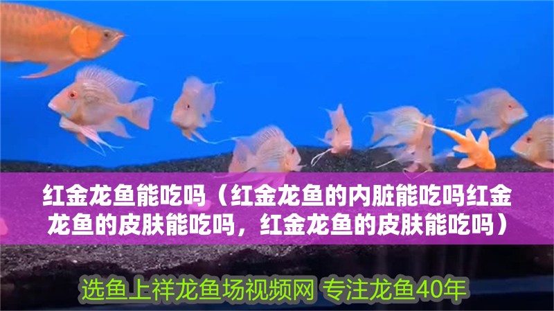 紅金龍魚能吃嗎（紅金龍魚的內臟能吃嗎紅金龍魚的皮膚能吃嗎，紅金龍魚的皮膚能吃嗎）