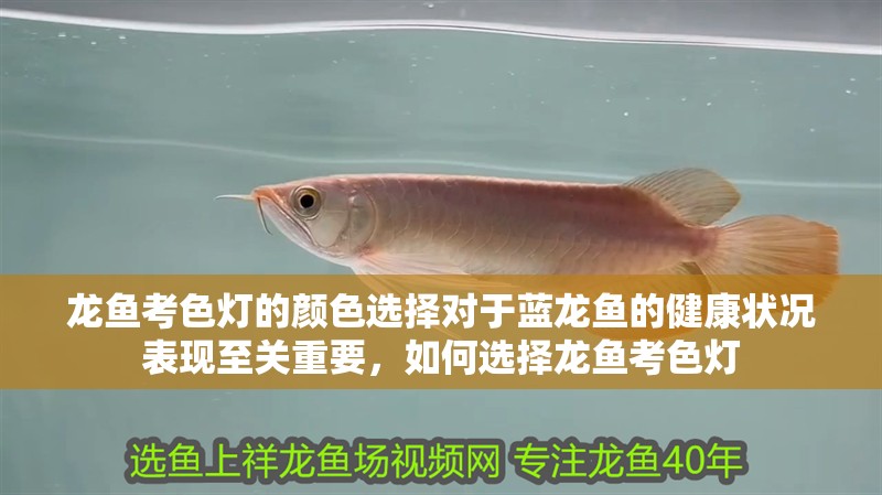龍魚考色燈的顏色選擇對于藍龍魚的健康狀況表現至關重要，如何選擇龍魚考色燈