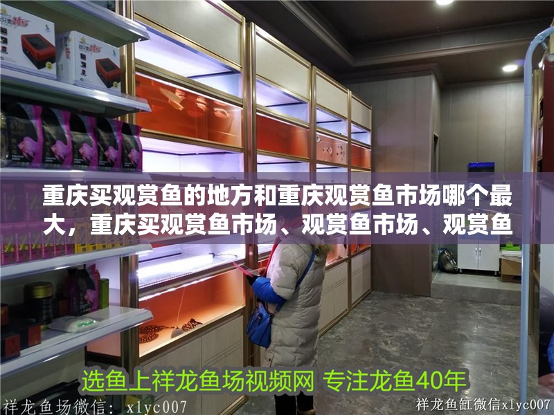 重慶買觀賞魚的地方和重慶觀賞魚市場哪個最大，重慶買觀賞魚市場、觀賞魚市場、觀賞魚市場哪個最大